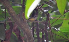 Dysithamnus mentalis