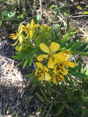 Senna chapmanii