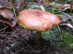 Aureoboletus auriporus