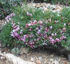 Trifolium nanum