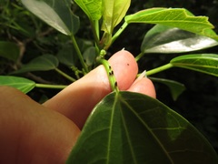 Scepocarpus trinervis