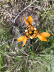 Cypella fucata