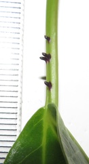 Scepocarpus trinervis