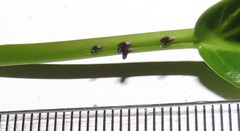 Scepocarpus trinervis