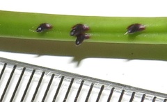 Scepocarpus trinervis