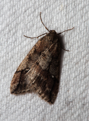 Paleacrita merriccata