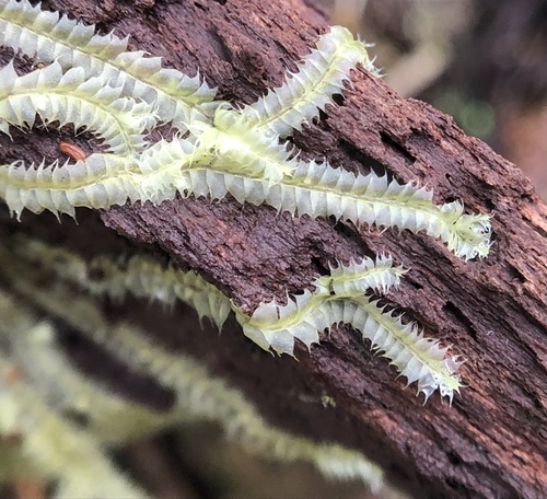 Lophocolea hawaica