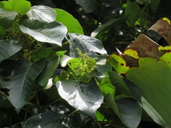 Macaranga capensis capensis