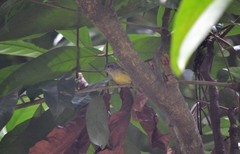 Dysithamnus mentalis