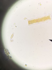 Fragilaria