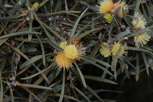 Hakea cinerea observed 2023-09-03