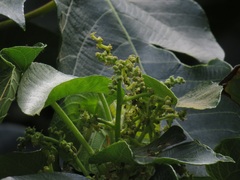 Macaranga capensis capensis