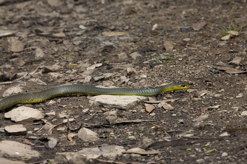 Common Tree Snake sighting