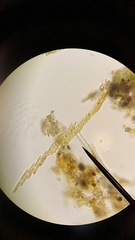 Bacillaria paxillifera