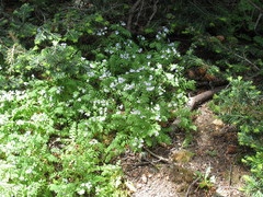 Polemonium pulcherrimum delicatum