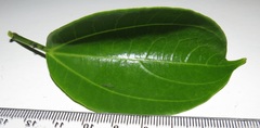 Scepocarpus trinervis