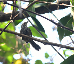 Pheugopedius maculipectus