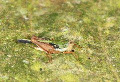 Scaria hamata