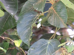 Macaranga capensis capensis