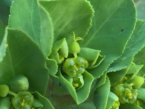 Sun spurge