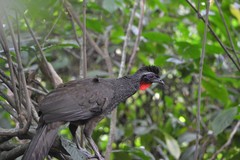 Penelope superciliaris