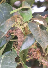 Macaranga capensis capensis