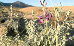 Astragalus lentiginosus borreganus