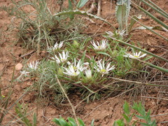 Townsendia grandiflora