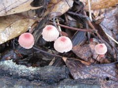 Marasmius pulcherripes