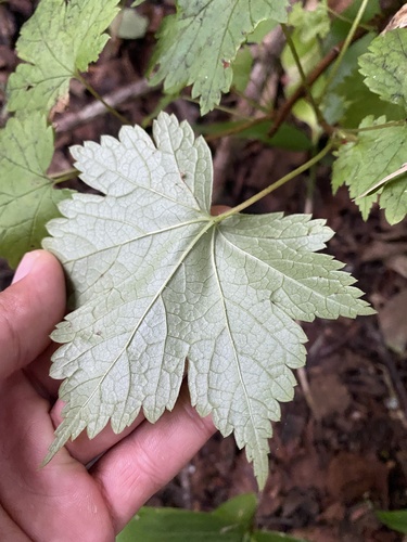Ribes sachalinense, photograph 1