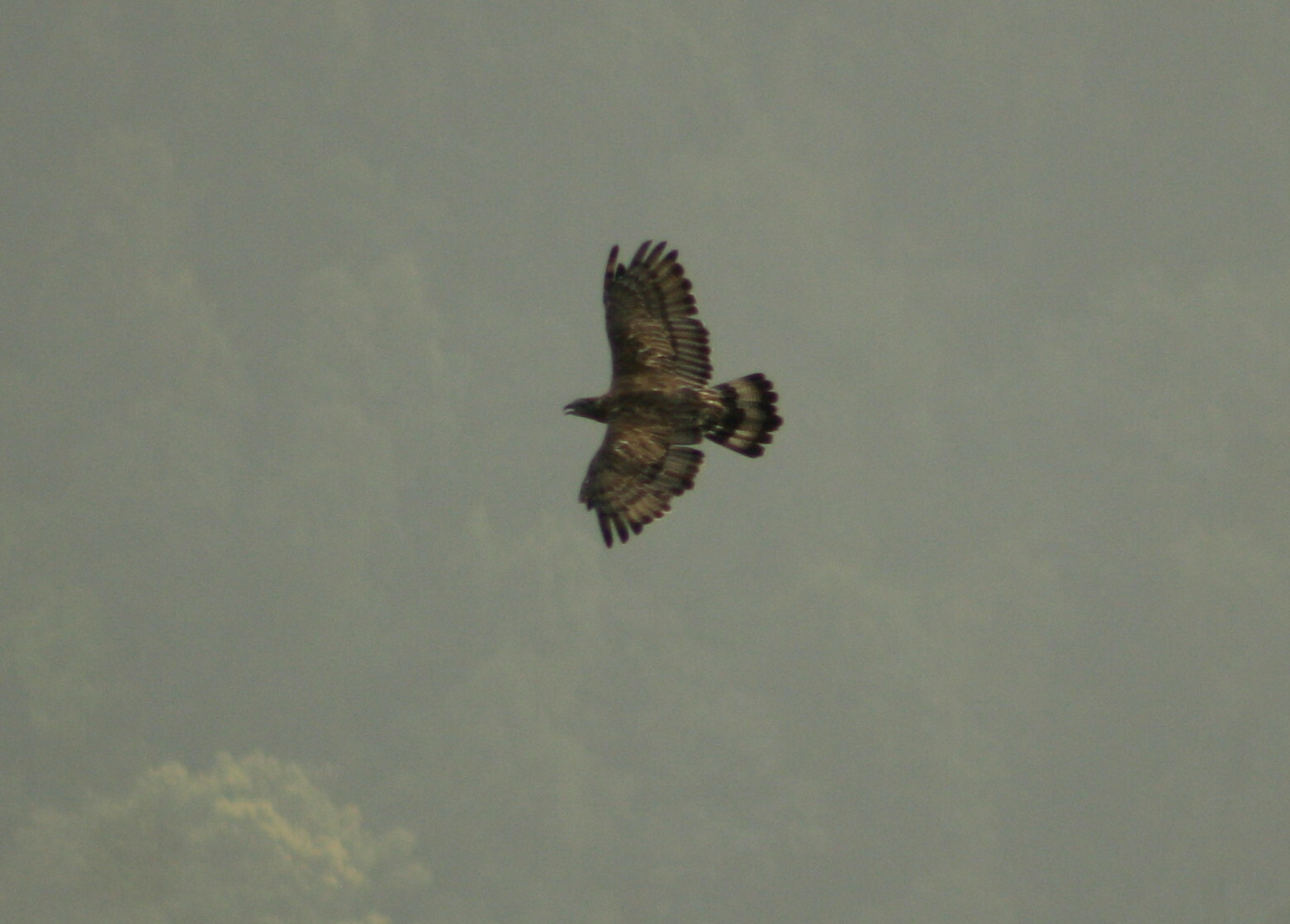 Pernis ptilorhynchus ruficollis
