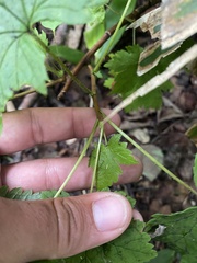 Ribes sachalinense, photograph Илья Руденко, CC BY, iNaturalist via GBIF