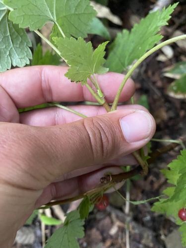 Ribes sachalinense, photograph 4