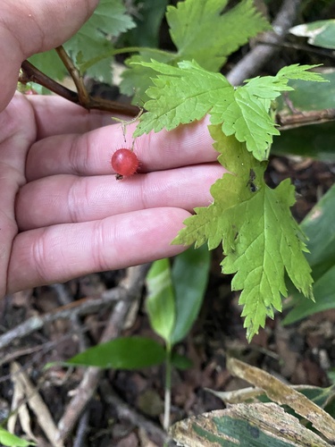 Ribes sachalinense, photograph 2