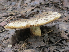 Russula pectinatoides