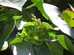 Macaranga capensis capensis