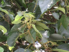 Macaranga capensis capensis