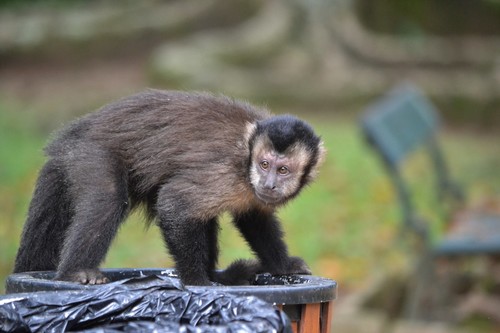 Black capuchin