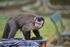 Black Capuchin photo 3