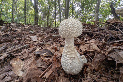 Amanita virgineoides Bas