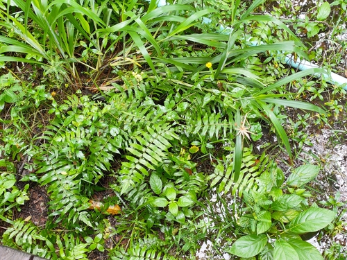Vegetable Fern