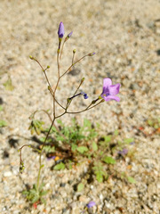 Gilia cana
