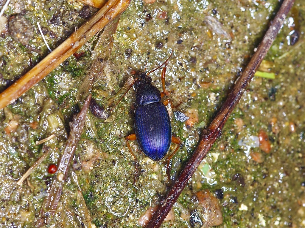 Chlaenius fuscicornis