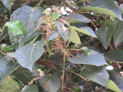 Macaranga capensis capensis