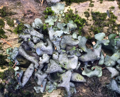 Dermatocarpon muhlenbergii