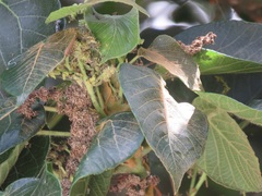 Macaranga capensis capensis