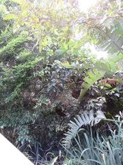 Macaranga capensis capensis