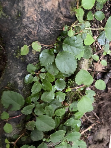 Hydrangea petiolaris