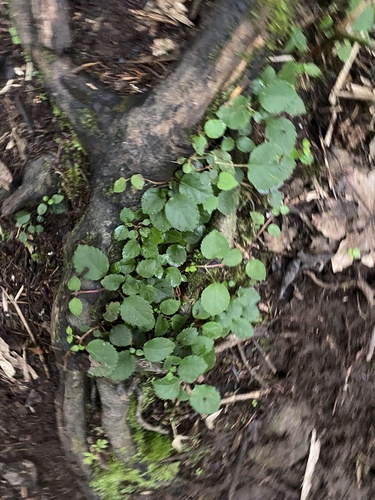 Hydrangea petiolaris