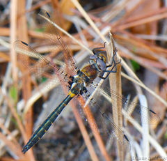 Helocordulia selysii